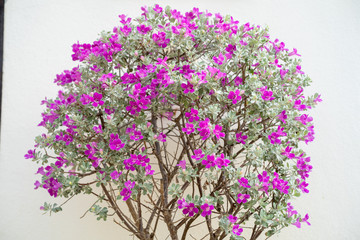 Blossom Purple Sage, Texas Ranger, Silverleaf or Ash plant  against the wall.