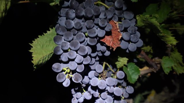 A man harvest wine red grape by hand in a vineyard at night, close up