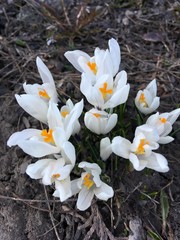 
The first spring flowers in Siberia are snowdrops