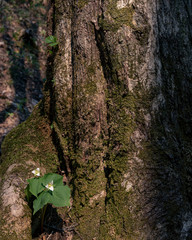 エンレイソウ（Trillium）