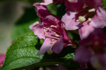 Beautiful pink flower Weigela Florida close up