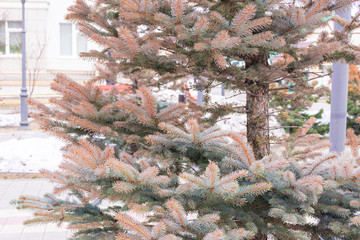 Branches of blue spruce reddened from adverse conditions, unsuccessful transplantation or illness,...