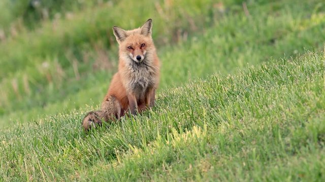 A red fox video clip in 4k