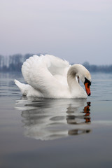 Naklejka premium White swan posing on a lake during cloudy day