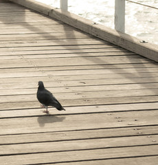 Little Pigeon walking around the semaphore Jetty hoping for the fish to be thrown his way in late afternoon.