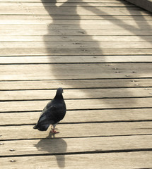 Little Pigeon walking around the semaphore Jetty hoping for the fish to be thrown his way in late afternoon.