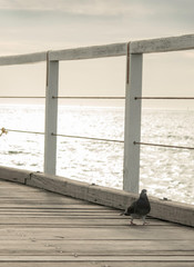 Little Pigeon walking around the semaphore Jetty hoping for the fish to be thrown his way in late afternoon.