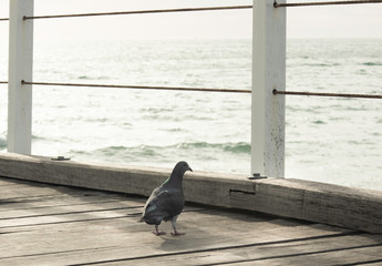 Little Pigeon walking around the semaphore Jetty hoping for the fish to be thrown his way in late...