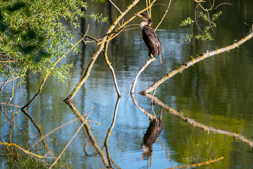  cormorant sits on a branch by a lake in the early morning