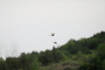 호랑나비가 보이는 아름다운 풍경