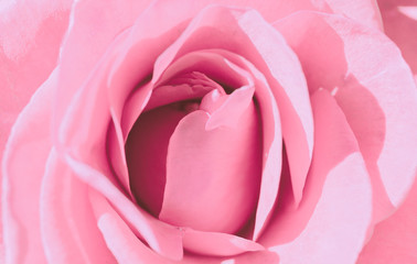 Closed Up Rose Flower on Japanese vintage style; Nature Background