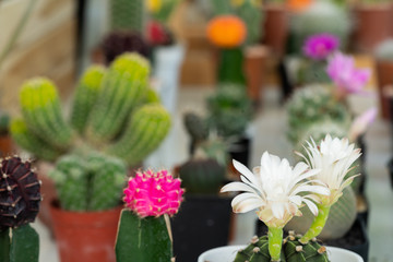 Fototapeta na wymiar Colourful cactus flowers