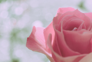 Closed Up Rose Flower on Japanese vintage style; Nature Background