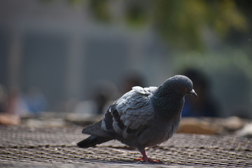 Indian pigeon taking some fresh air.