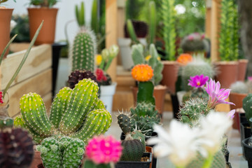 Colourful cactus flowers