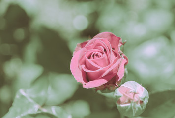 Closed Up Rose Flower on Japanese vintage style; Nature Background