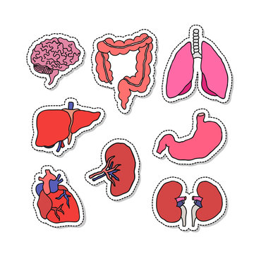 human organs doodle icons