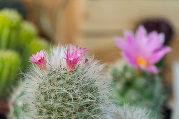 Cactus flower in pink color