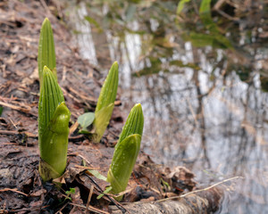 バイケイソウの芽吹き（Veratrum sprouting）