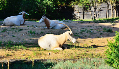 Oryx dammah, commonly known as scimitar oryx or Sahara oryx.