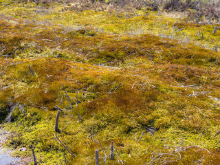 Green moss on a bog