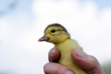 Newborn duckling in a man’s hand