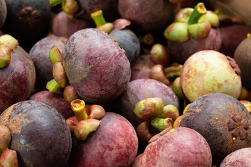 Purple ripe mangosteen closely has a backdrop of black ripe mangosteen and almost ripe green mangosteen.