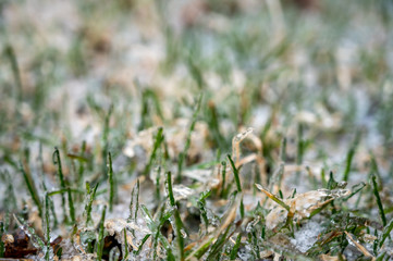 ice encased frozen grass in early spring