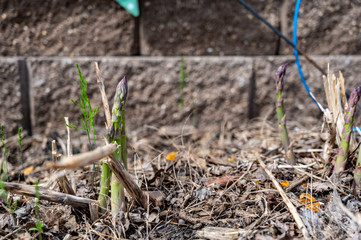 Fresh shoots of asparagus in a garden bed