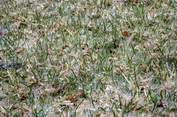 ice encased frozen grass in early spring