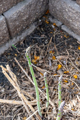 Top view of fresh green asparagus cluster in a garden bed