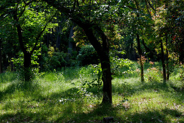 逆光に照らされた春の野草や木々の若葉が輝いている林の風景