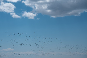 マガンの群れ（A flock of white-fronted geese）