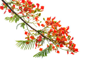 Colorful of Peacock's Crest flowers or Caesalpinia pulcherrima , Barbados Pride, Dwarf poinciana, Flower fence, Paradise Flower isolated on white background.