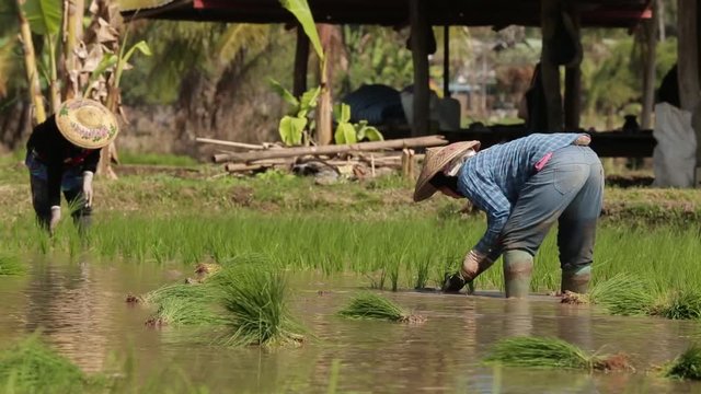 Farmers are Transplanting Rice Sprouts On The Field Containing Mud and Water  On The Sunny Day