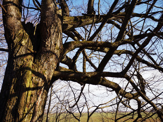 Old lime tree with many branches in early spring