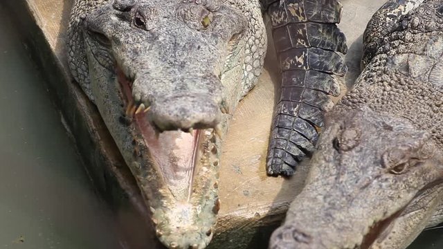 Scary crocodile resting with mouth agape closeup at Sunggal crocodile farm