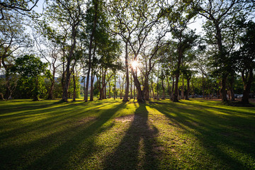 Fototapeta na wymiar Sunbeams shining through natural trees and green grass in the ground, sun rays in a green forest.