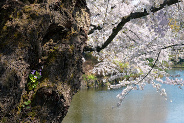 カスミソウと桜（Baby's-breath and cherry blossoms）