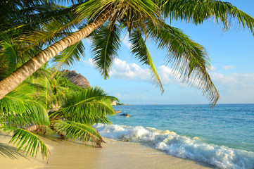 Coconut palms on sand beach Anse Source d'Argent in La Digue Island, Seychelles.
