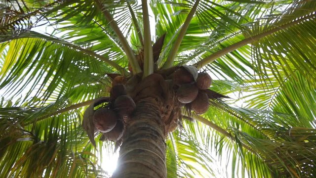 Observando hojas y cocos de una palmera en un claro d&iacute;a de verano