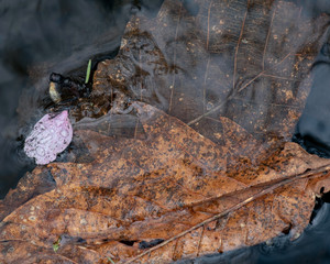 小川に流れる桜の花びら（Cherry blossom petals flowing in a stream）