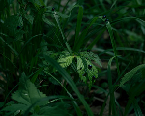 虫に喰われている草（Grass eaten by insects）