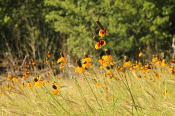 Coreopsis tinctoria and ratibida columnifera dancing together. 