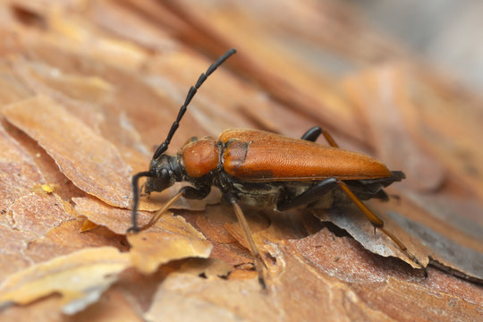 Female Red longhorn beetle, Leptura rubra on pine bark, macro photo