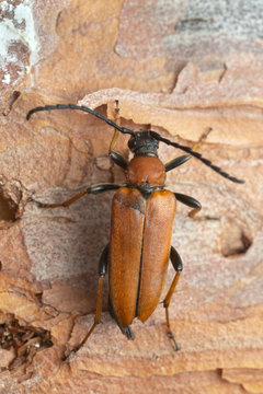 Female Red longhorn beetle, Leptura rubra on pine bark, macro photo