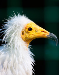 Egyptian Vulture neophron percnopterus