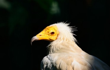 Egyptian Vulture neophron percnopterus