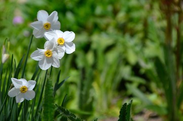 Narcissus poeticus flower on green background with copy space