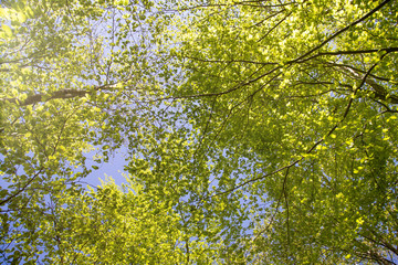 The beautiful Danish nature